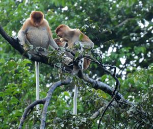 sleeping proboscis monkey