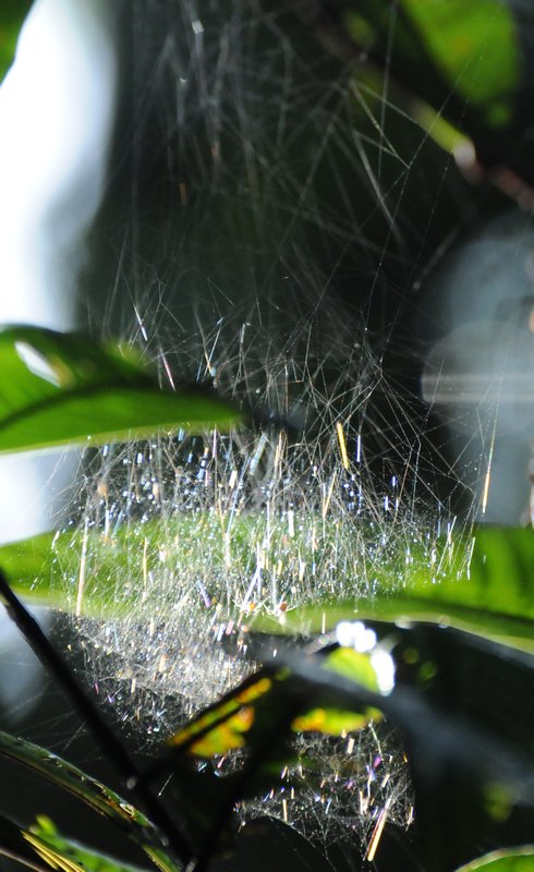 a spider's web in the early morning sun