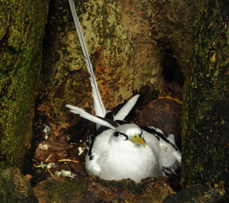 nesting tropicbird