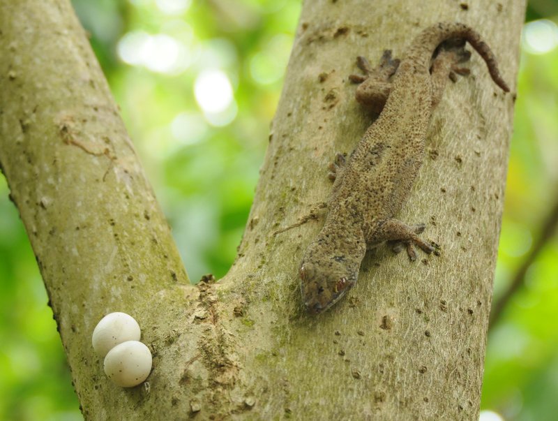 giant gecko guarding her eggs