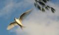 fairy tern 
