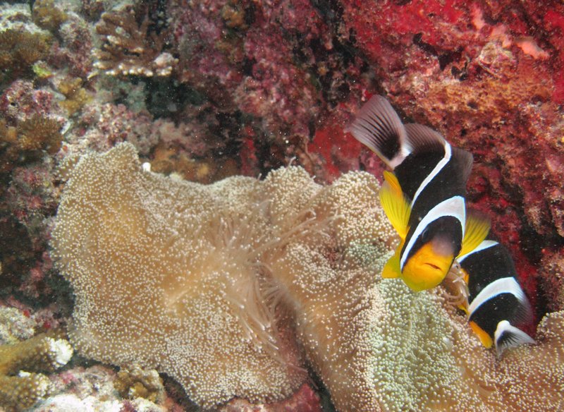 Seychelles Clown Fish