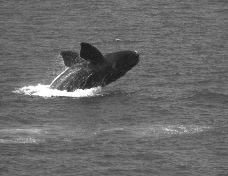 southern right whale b&w