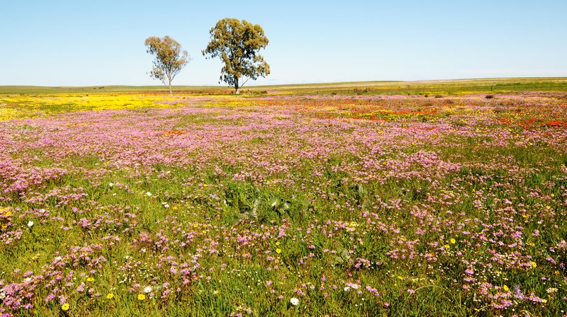 flower meadow