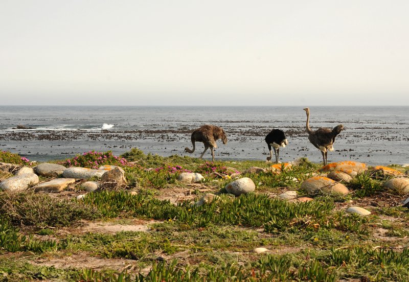 ostriches at the Cape of Good Hope