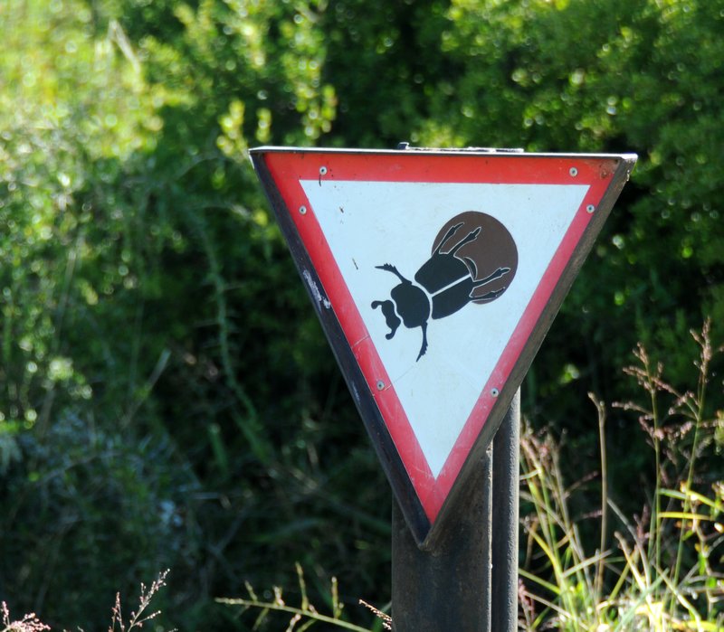 protect dung beetles