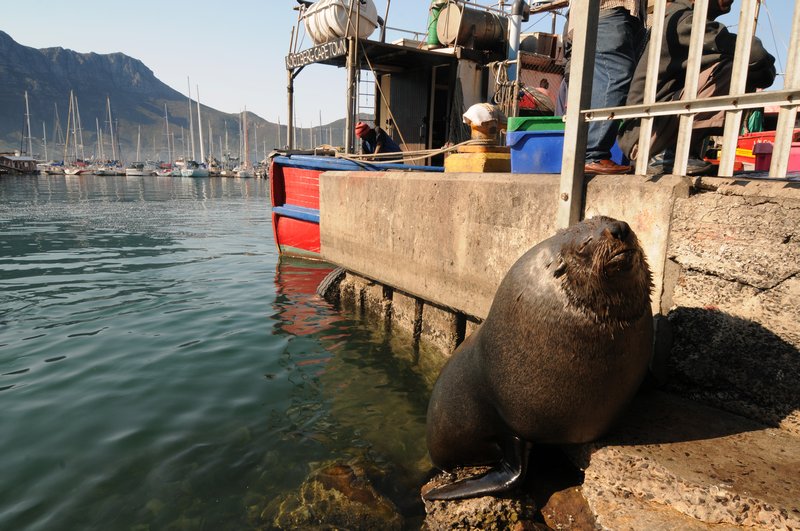 seal at Hout Bay harbour