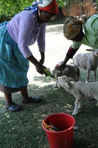 feeding pet lambs
