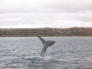 Southern Right Whale Diving
