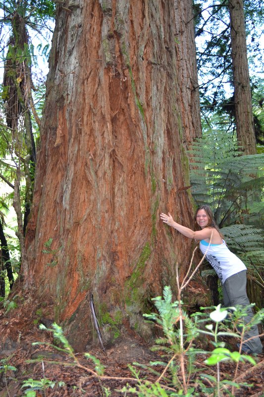 Redwood hugging