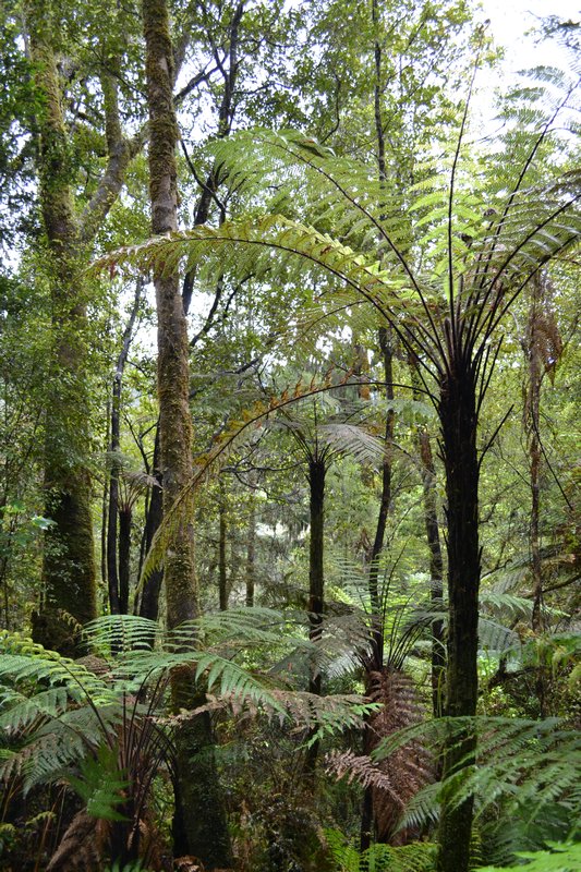 Sub-tropical rain forest