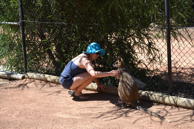 ...and a Wallaby
