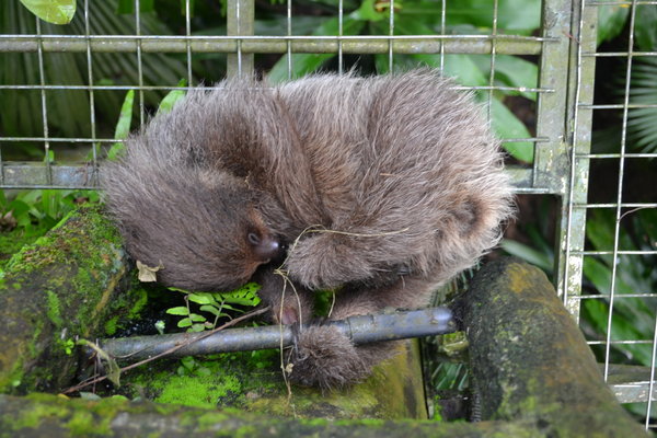 Baby Sloth - All Curled Up.