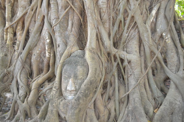 Buddha's head in tree