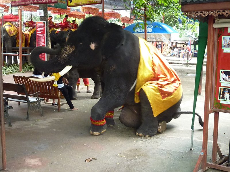 Sitting down Elephant