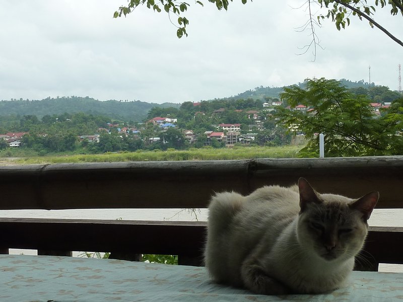 Cat and Laos