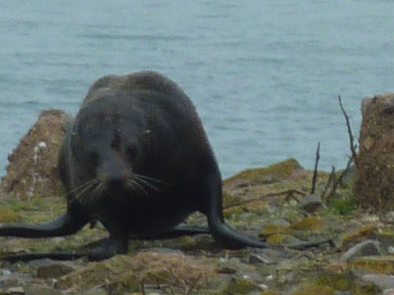 Seal at the point near Dunedin