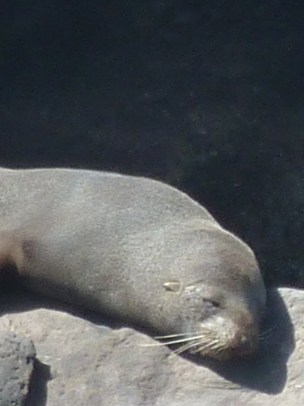 Moeraki  - Sleeping Seal