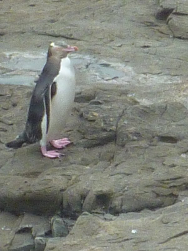 Curio Bay Penguin