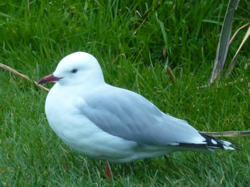 'Limpy' our pet seagull