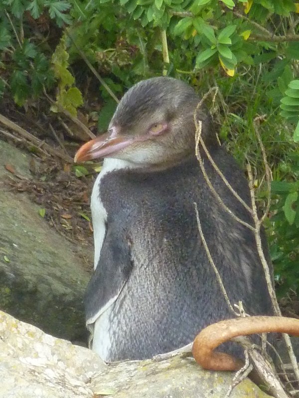 Curio Bay Penguin