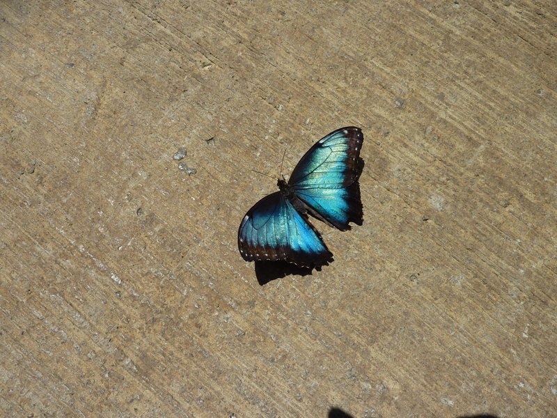 Butterfly in San Jose Museum