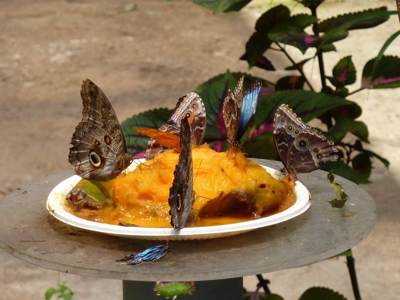Butterflies in  San Jose Museum