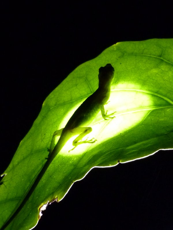 Lizard on the night walk