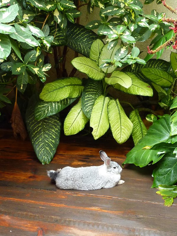 Matagalpa Hostel Rabbit
