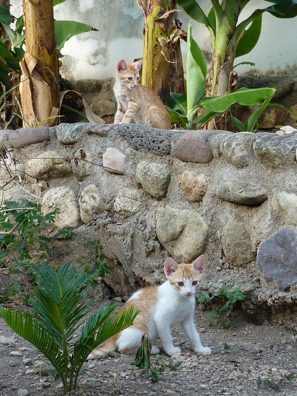 Copan Ruinas - Hotel Kitten action
