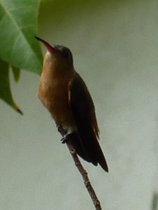 Copan Ruinas - Hummingbird action