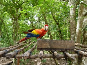 Copan Ruinas - Macaw action
