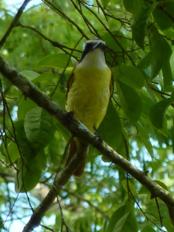 San Ignacio - Cahul Pech, Yellow bird