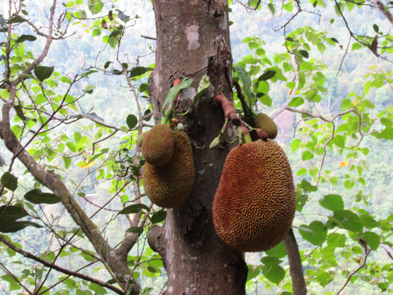 Munduk scenery - walk to the waterfall, durian fruit
