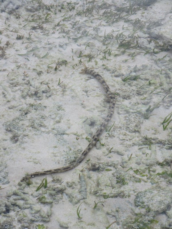 Gili Meno - Medusa worm seen from the shore