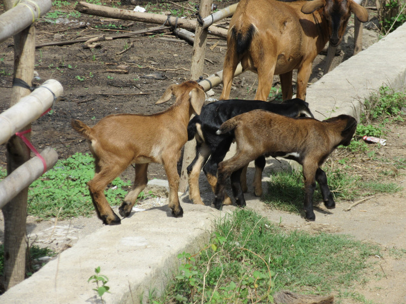 Gili Trawangan - More baby goats