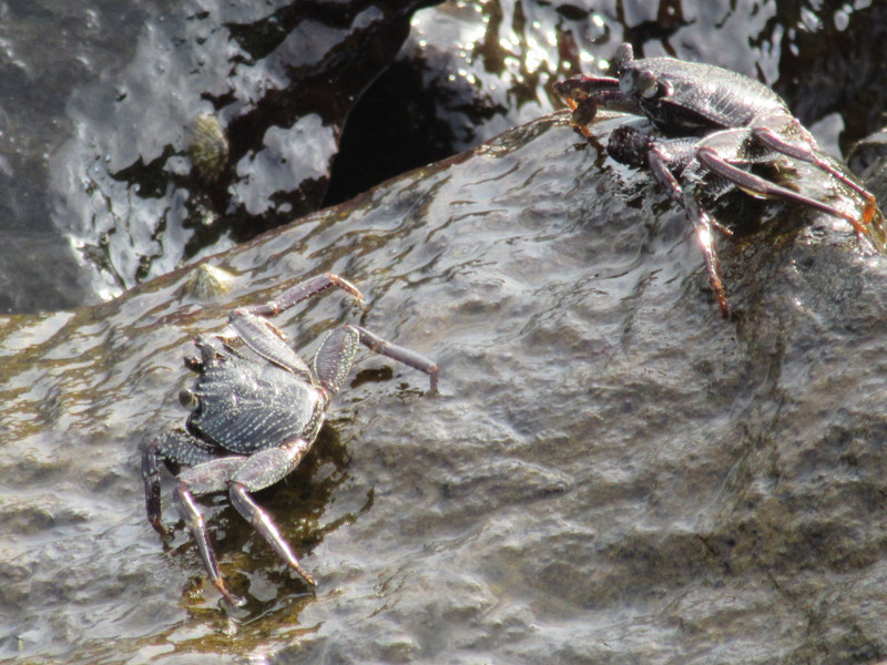 Candi Dasa - Crabs