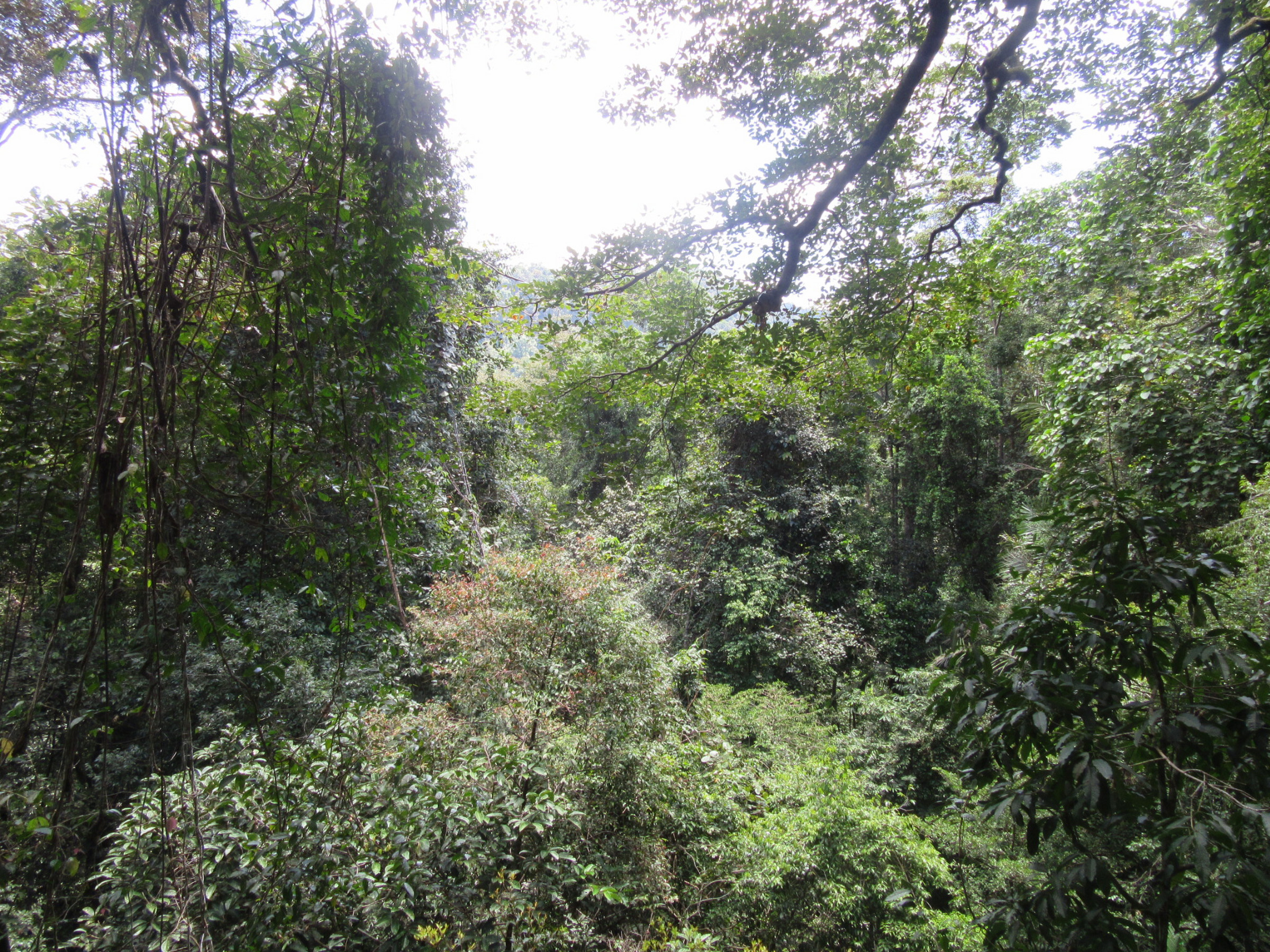 Taman Negara National Park - Canopy walk | Photo