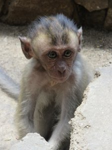 Batu Caves - Little monkey