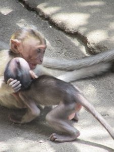 Batu Caves - Little monkeys