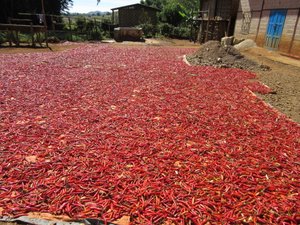 Inle Trek - A lot of chilies