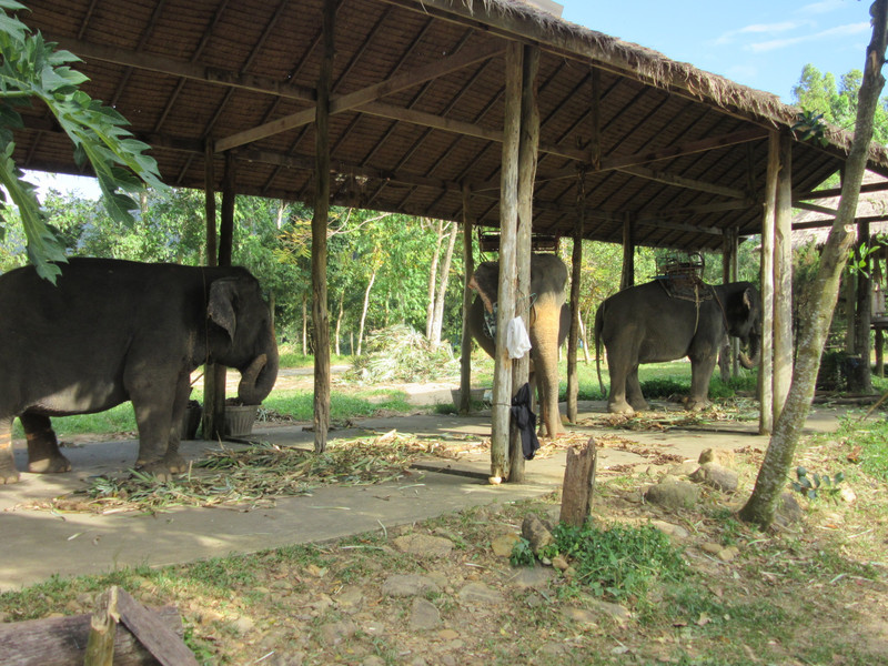 Koh Chang - Elephants