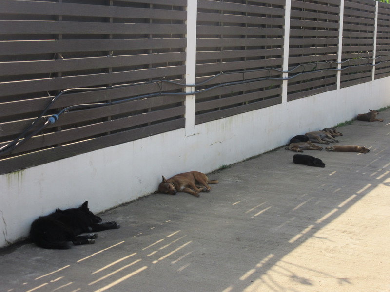 Koh Chang - Let sleeping dogs lie...outside our hotel in the shade