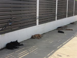 Koh Chang - Let sleeping dogs lie...outside our hotel in the shade