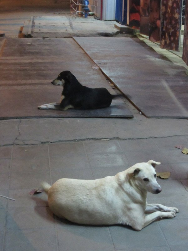 Dogs outside a building site - saw them 2 nights running