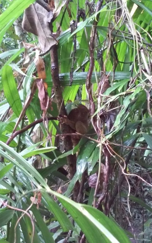 Tarsier sanctuary - a picture I managed to take