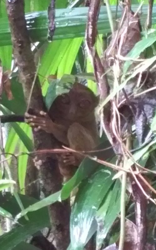Tarsier sanctuary - a picture I managed to take
