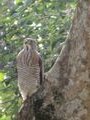 Unidentified bird of prey in Chiayi park