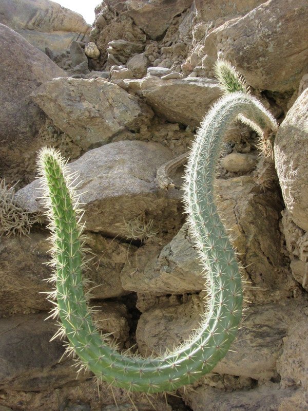 Ollantaytambo - Curly wurly cactus