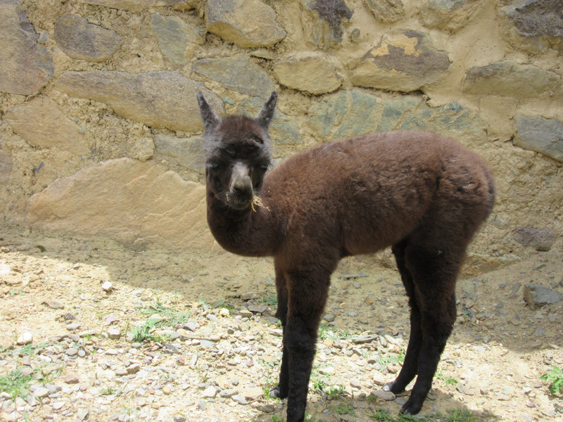 Ollantaytambo - Baby Alpaca